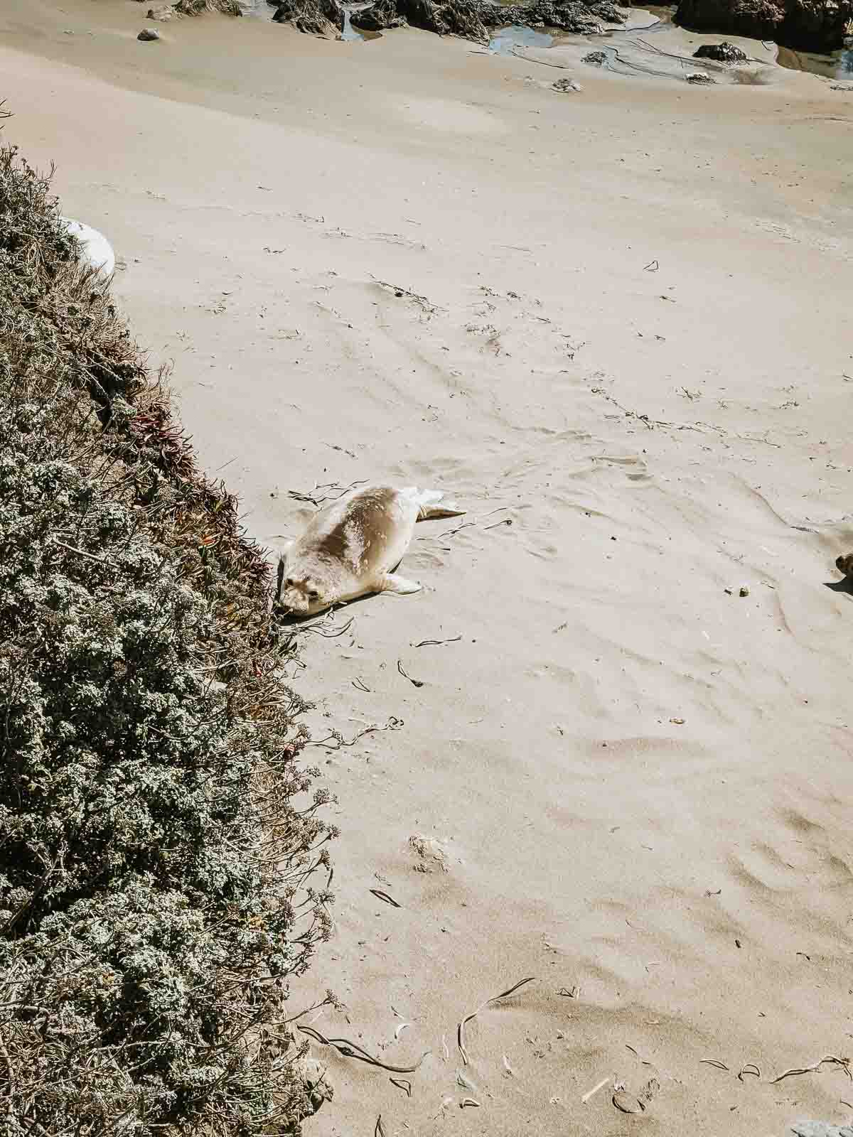 Seal on the beach. 