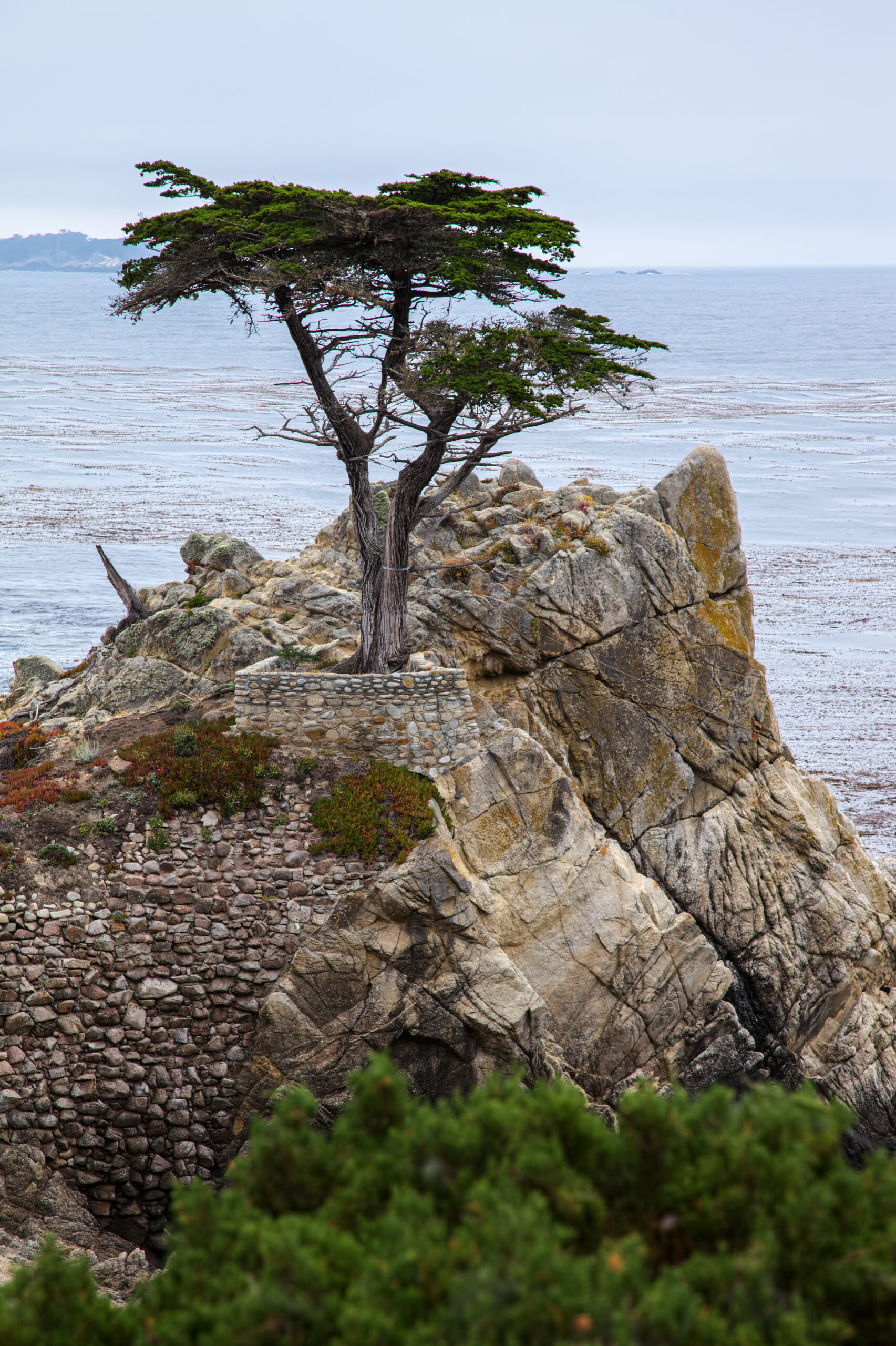 Monterey Cypress Tree on the Carmel Coast in overcast daylight, the perfect scene for a romantic weekend in Carmel-by-the-Sea.