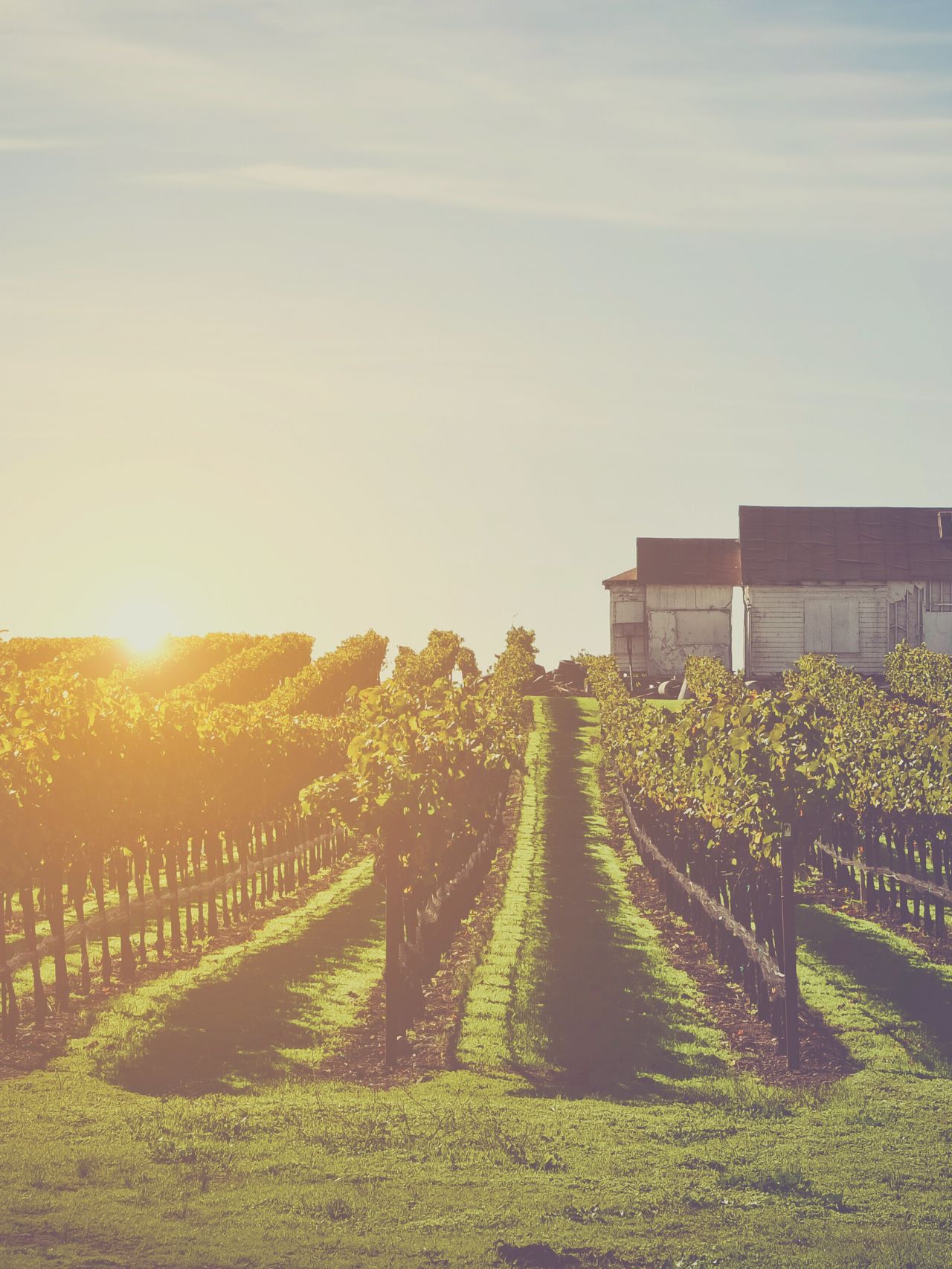 9 Best Napa Valley Wineries