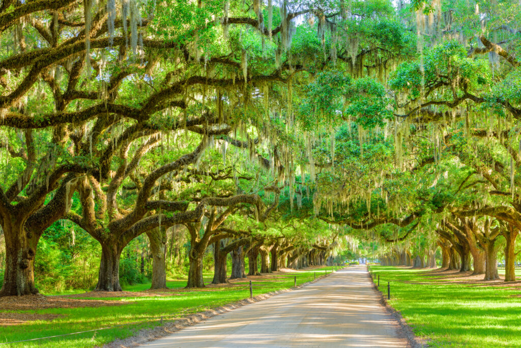 Best Tours in Charleston, South Carolina for Couples