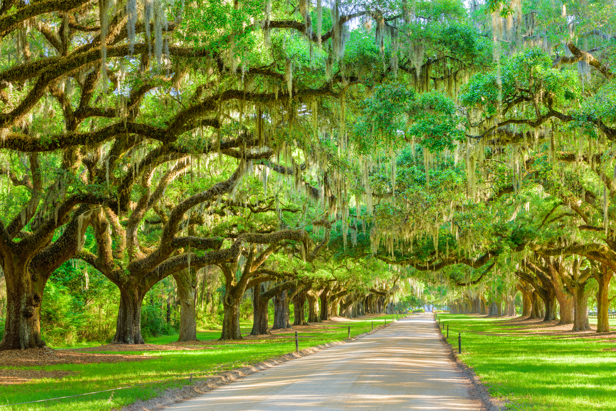 Live oaks, dripping with Spanish moss lined along a path. 