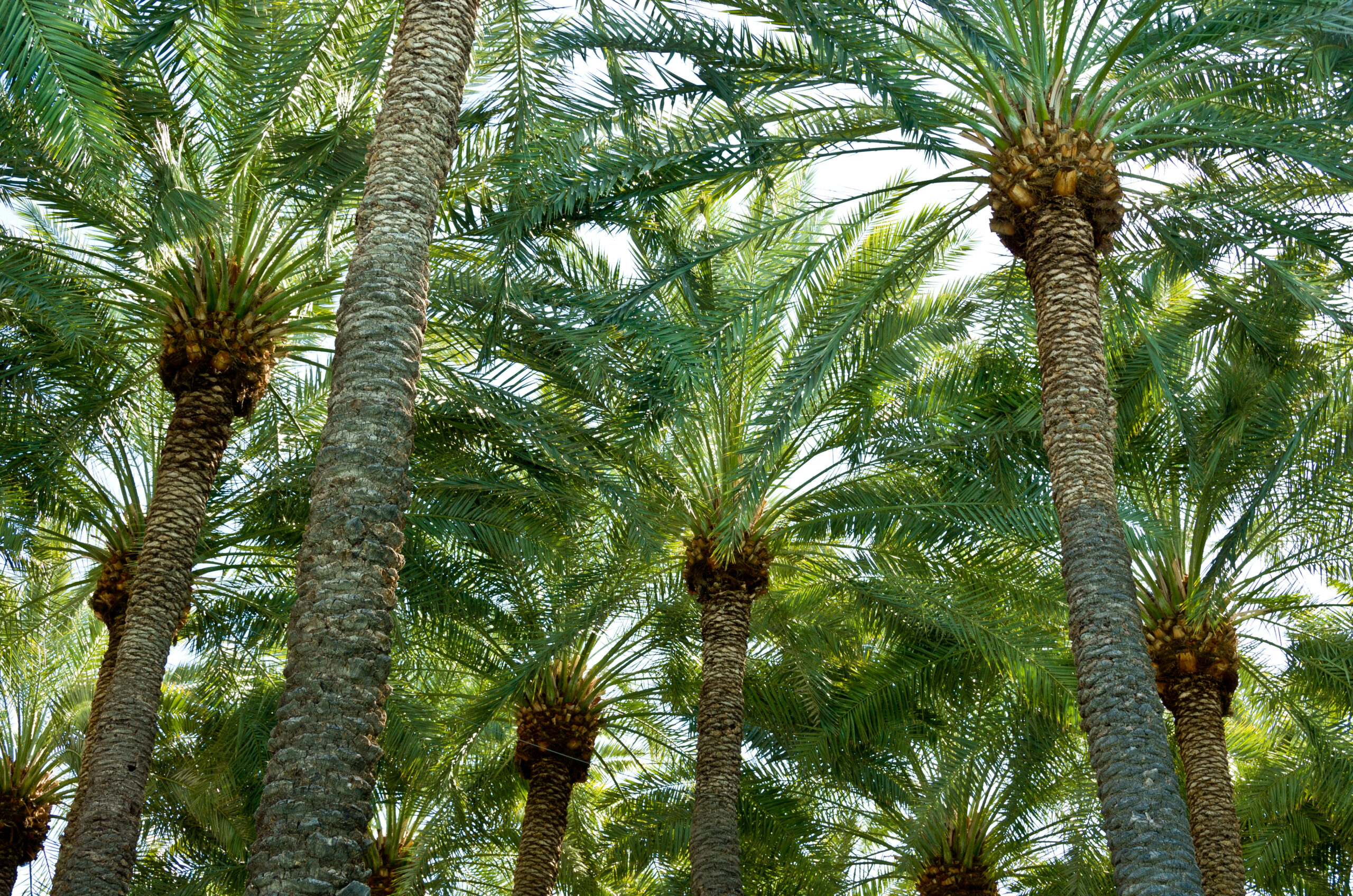 Beautiful Palm Tree Canopy on a Blue Sky