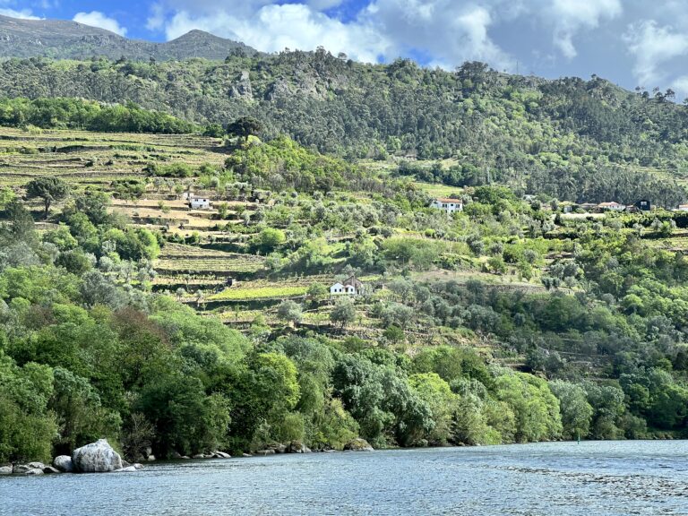 Terraces of the Douro river speckled with houses.