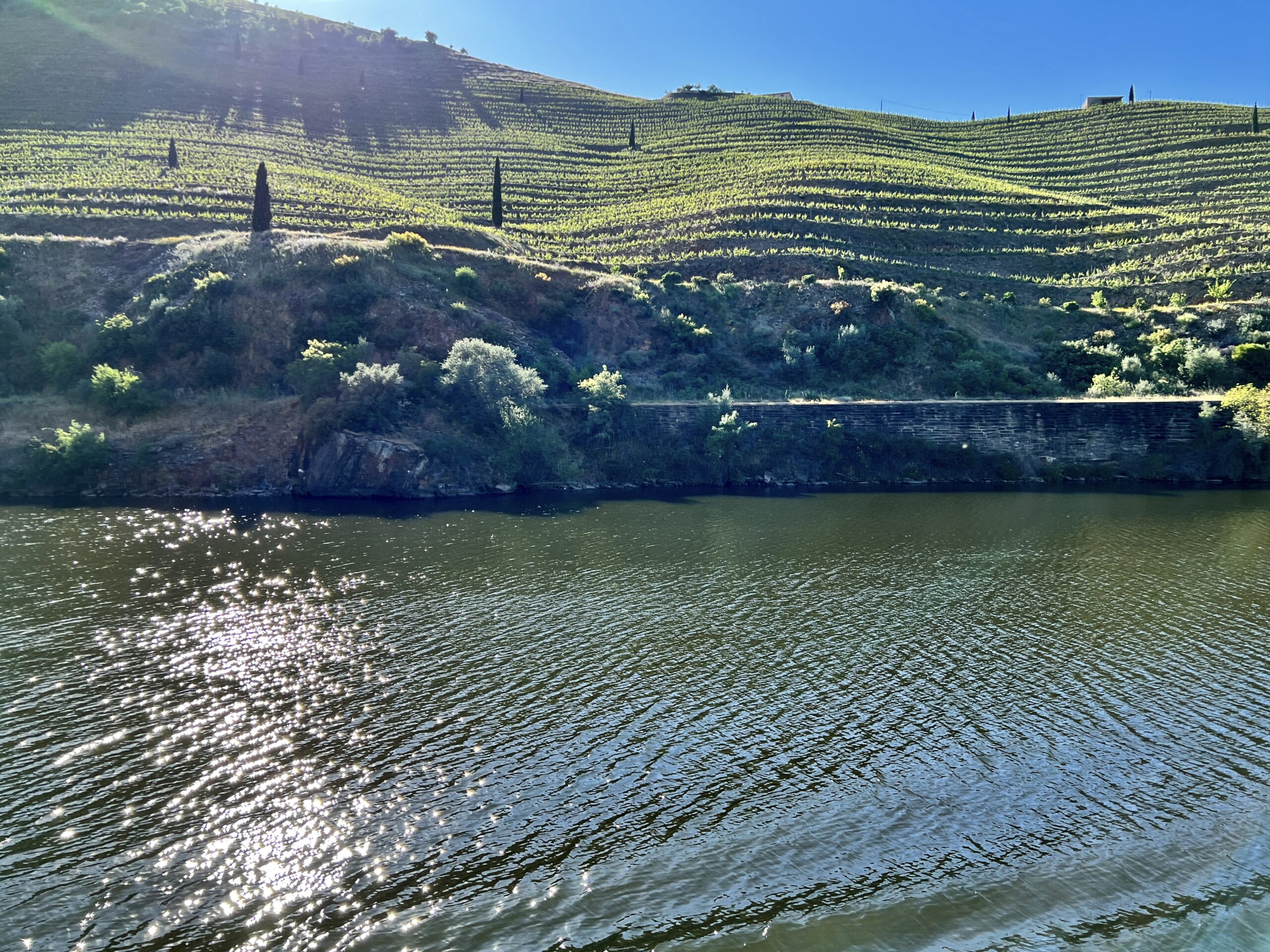 Terraces along the Douro river