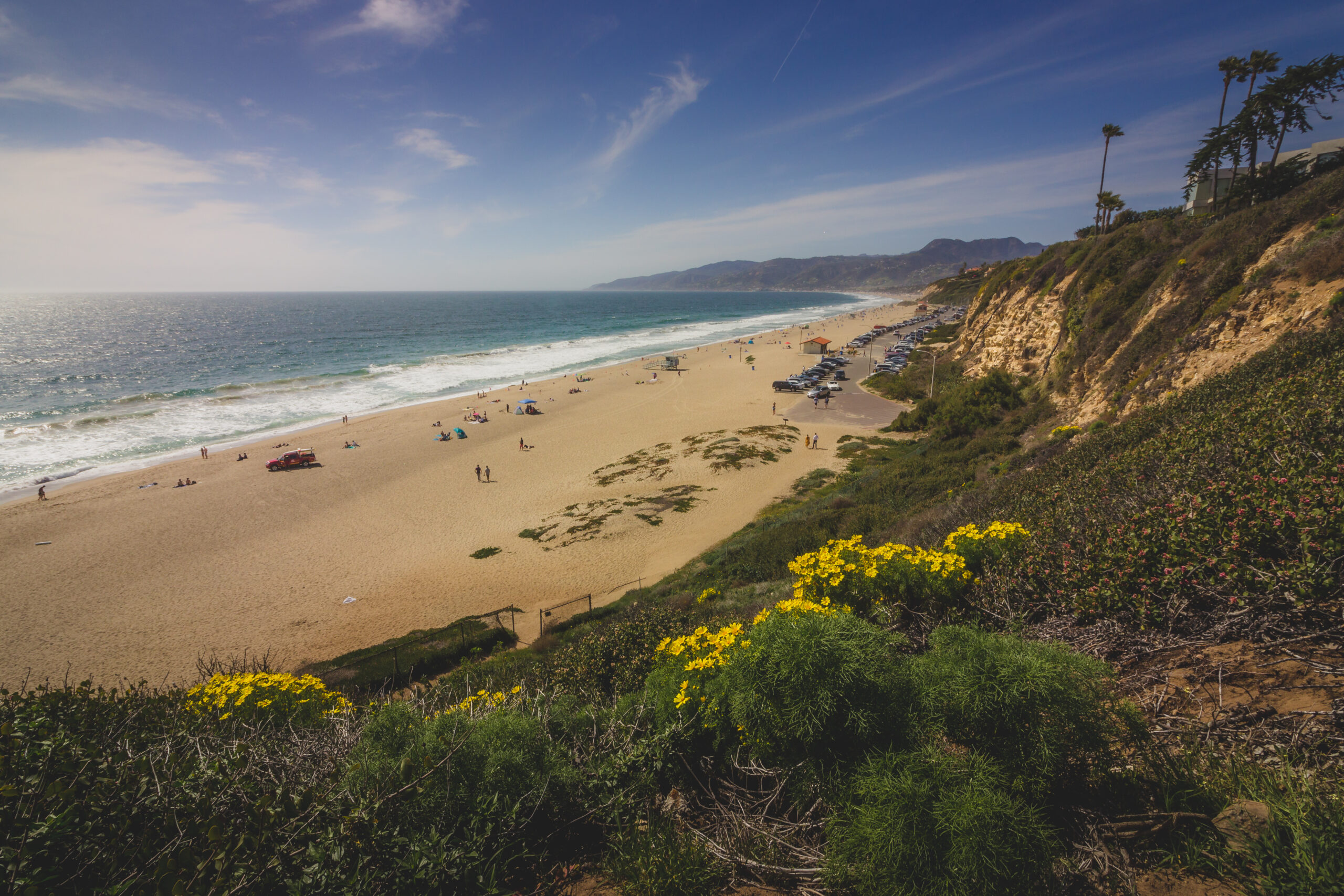 Relaxing clifftop view of yellow wildflowers blooming at Point Dume State Beach, Malibu, California