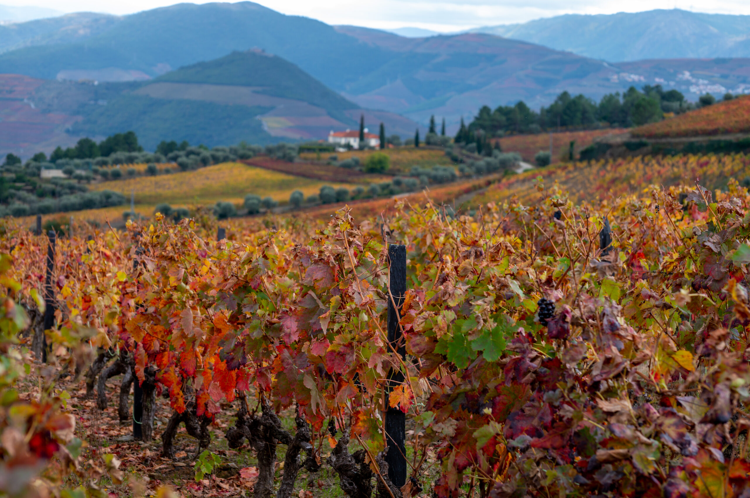 Colorful autumn landscape of oldest wine region in world Douro valley in Portugal, different varietes of grape vines growing on terraced vineyards, production of red, white, ruby and tawny port wine.