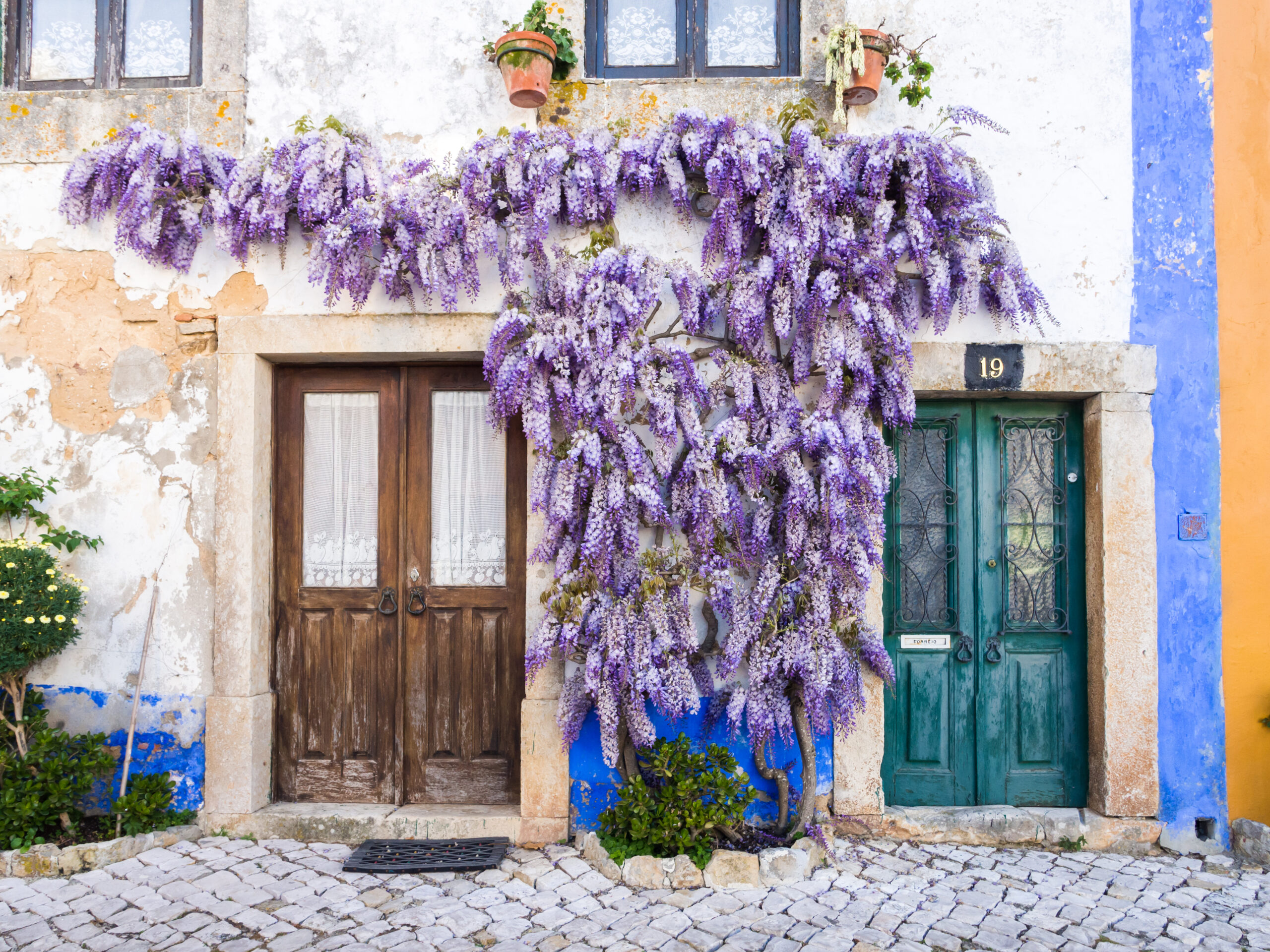 Purple wisteria plant growing around doors of an old house in Portugal. 