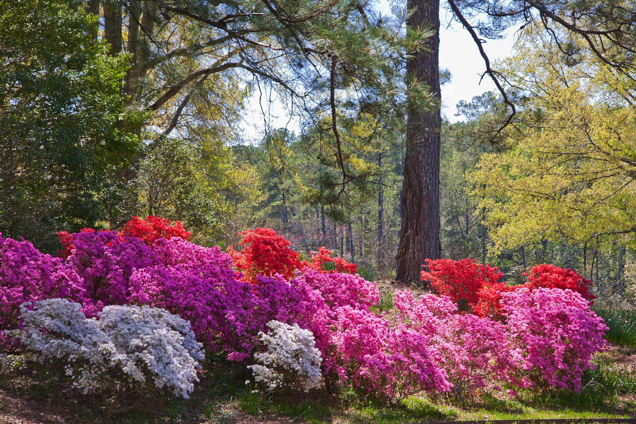 Azaleas in bloom at Callaway Gardens, one of the most romantic getaways for couples in GA.