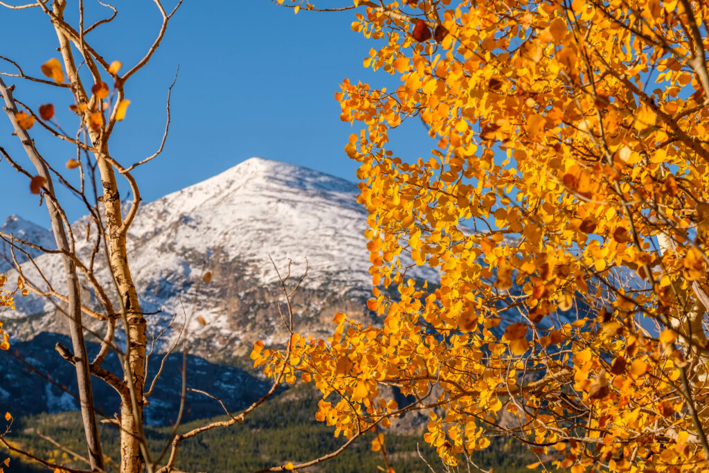 Autumn trees in Rocky Mountain National Park, Colorado.