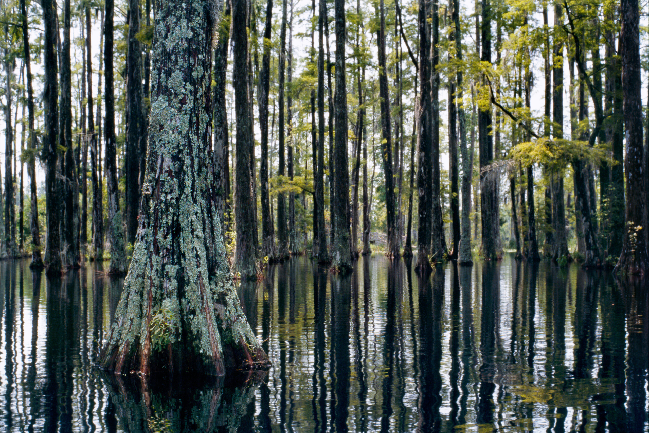 Bald cypress swamp tree forest in Cypress Gardens, one of the most romantic things to do in Charleston SC.