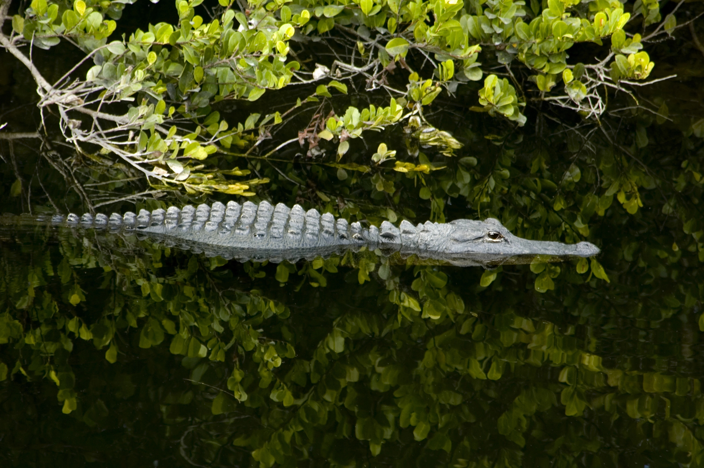 During a romantic weekend in Naples, Florida, go to Everglades National Park to see alligators floating in the water.
