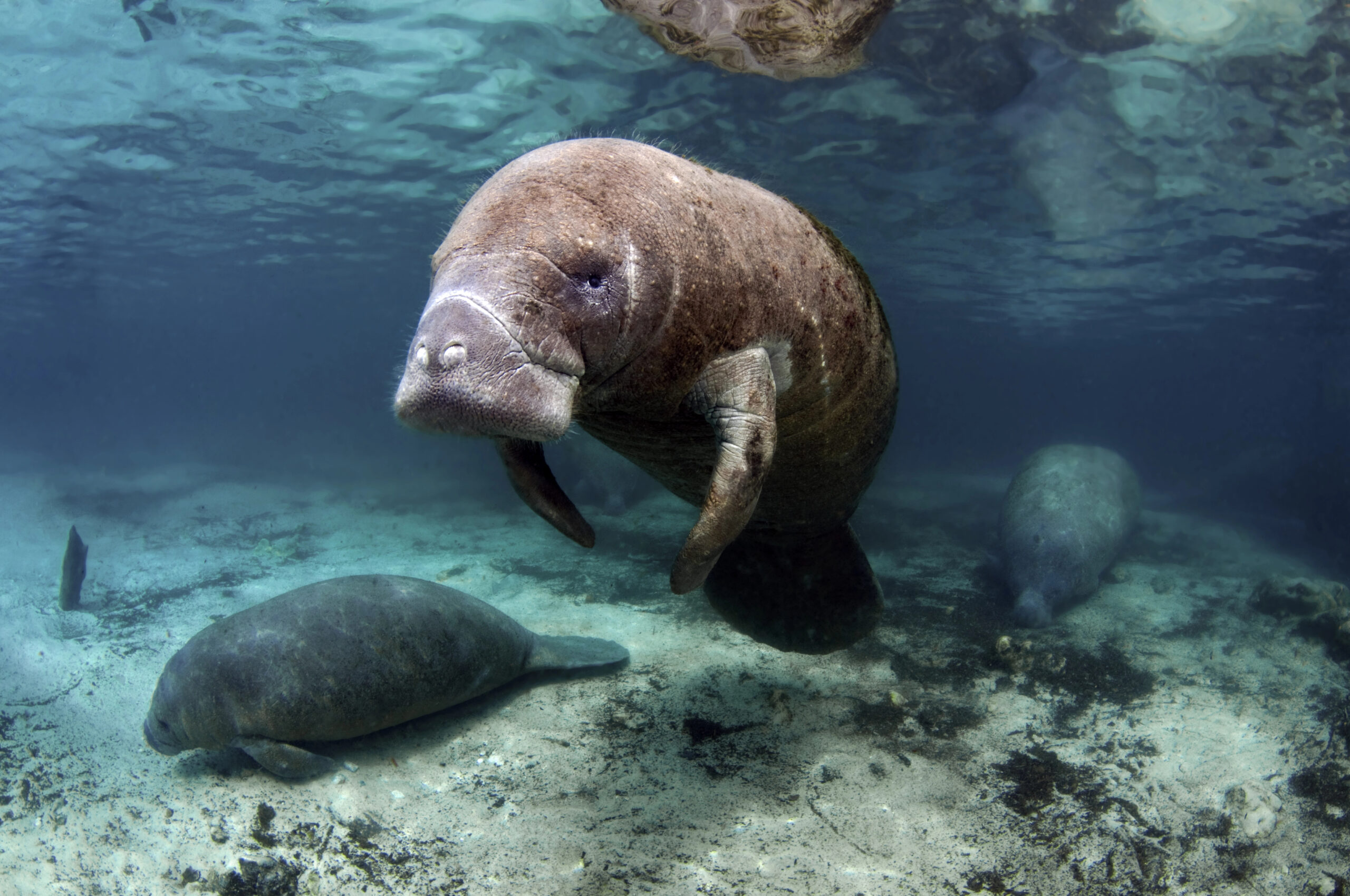 One of the best things to do on your weekend in Sarasota is swim with the manatees in Crystal River.