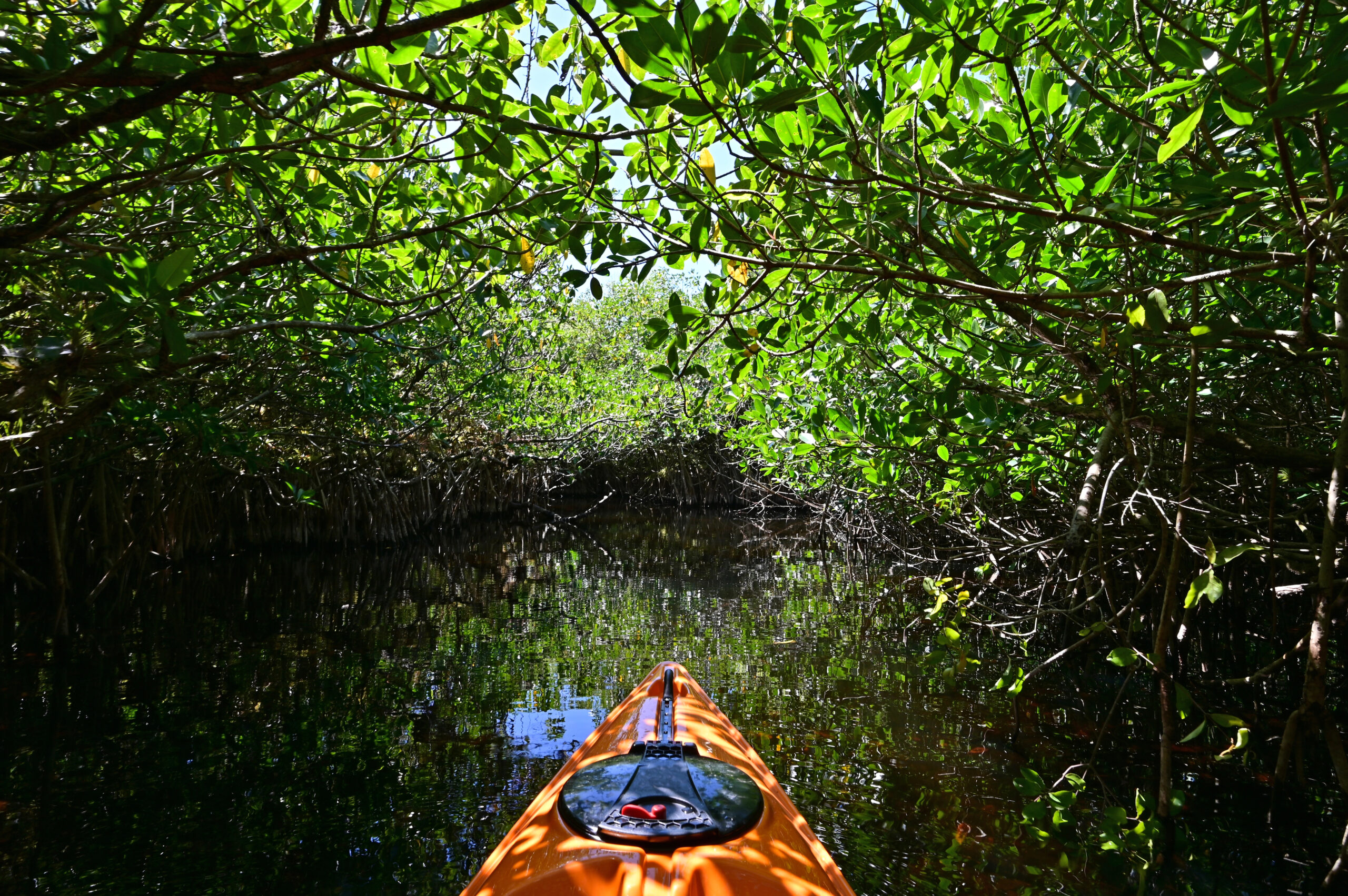 An orange kayak floating through a mangrove tunnel in Sarasota, Florida.