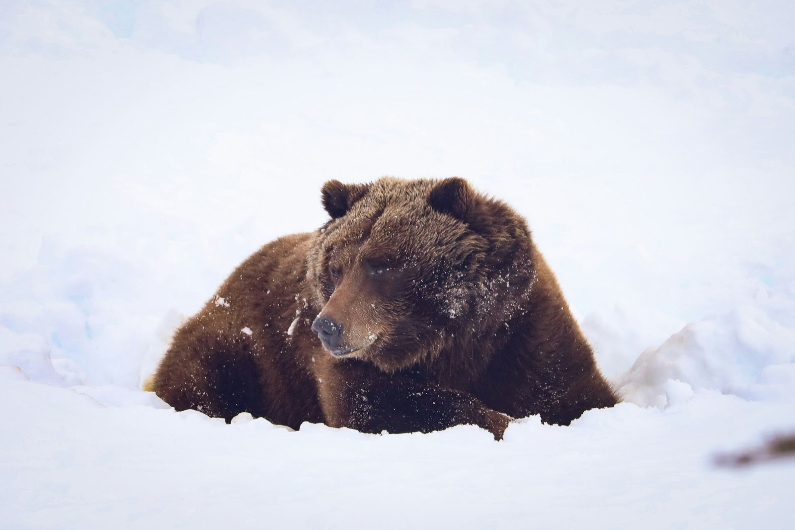 A brown bear lies calmly on snow-covered ground, partially surrounded by snow.