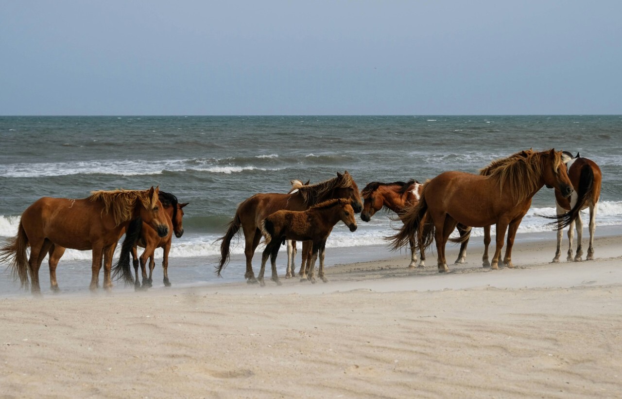 Assateague Island – Maryland/Virginia