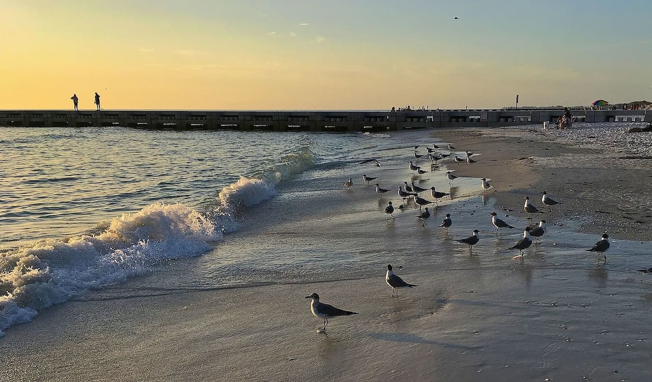 Seagulls on the shore at sunset, Bean Point, Florida