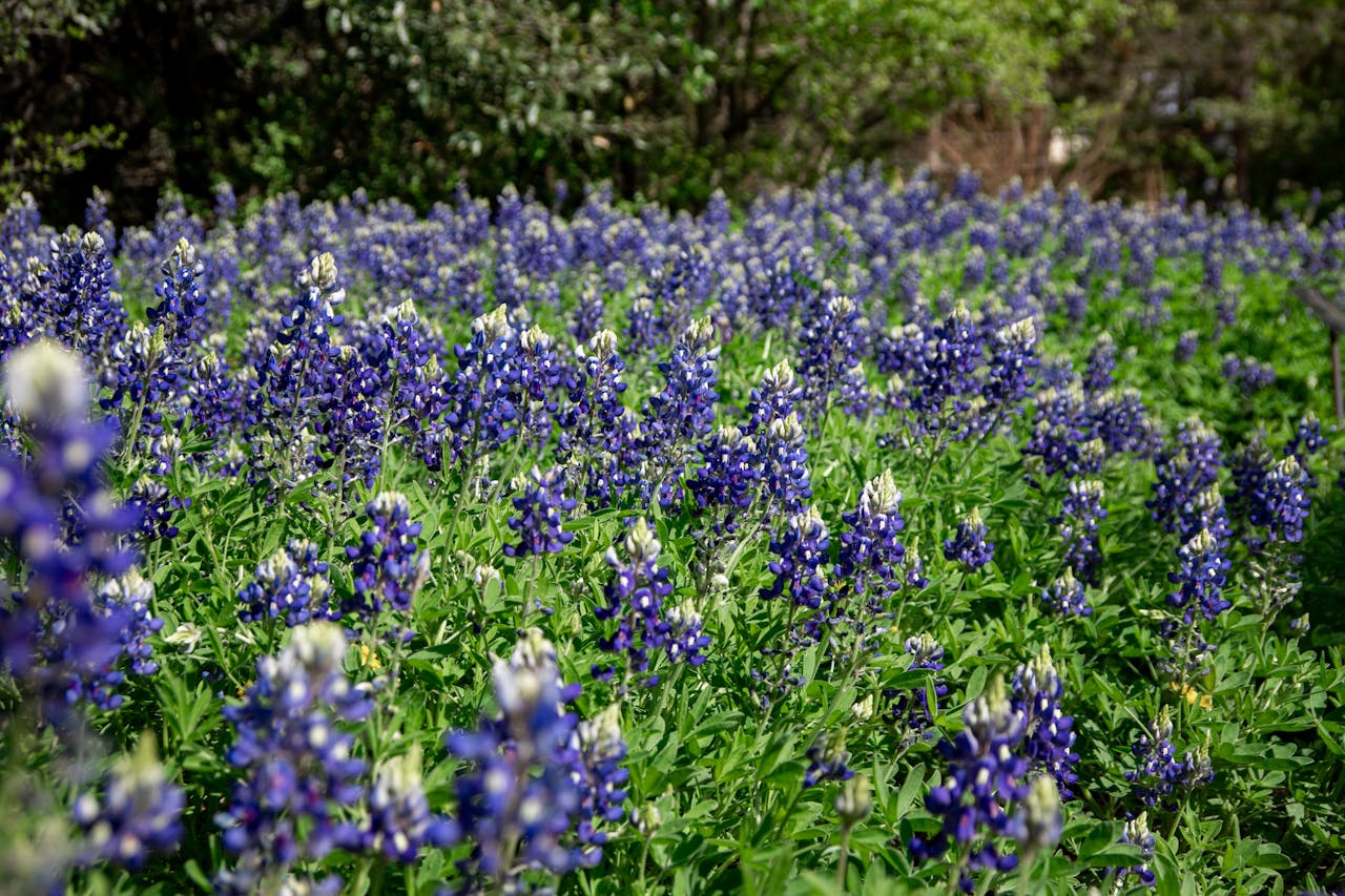 Field of blooming bluebonnets along the Bluebonnet Trail in Texas