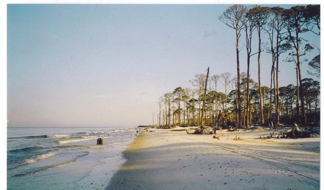 Quiet beach with tall pines at Cape San Blas, Florida
