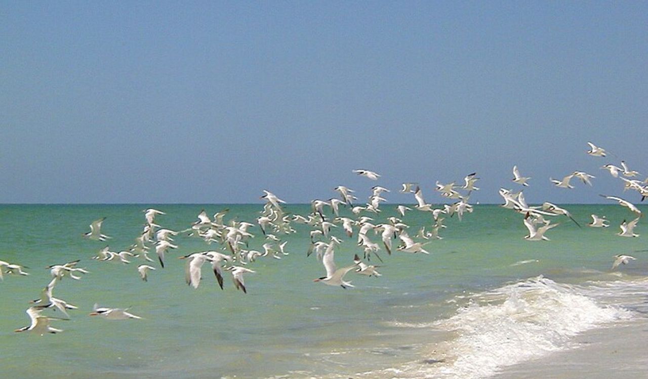 Captiva Island – Artsy Vibe, Island Calm