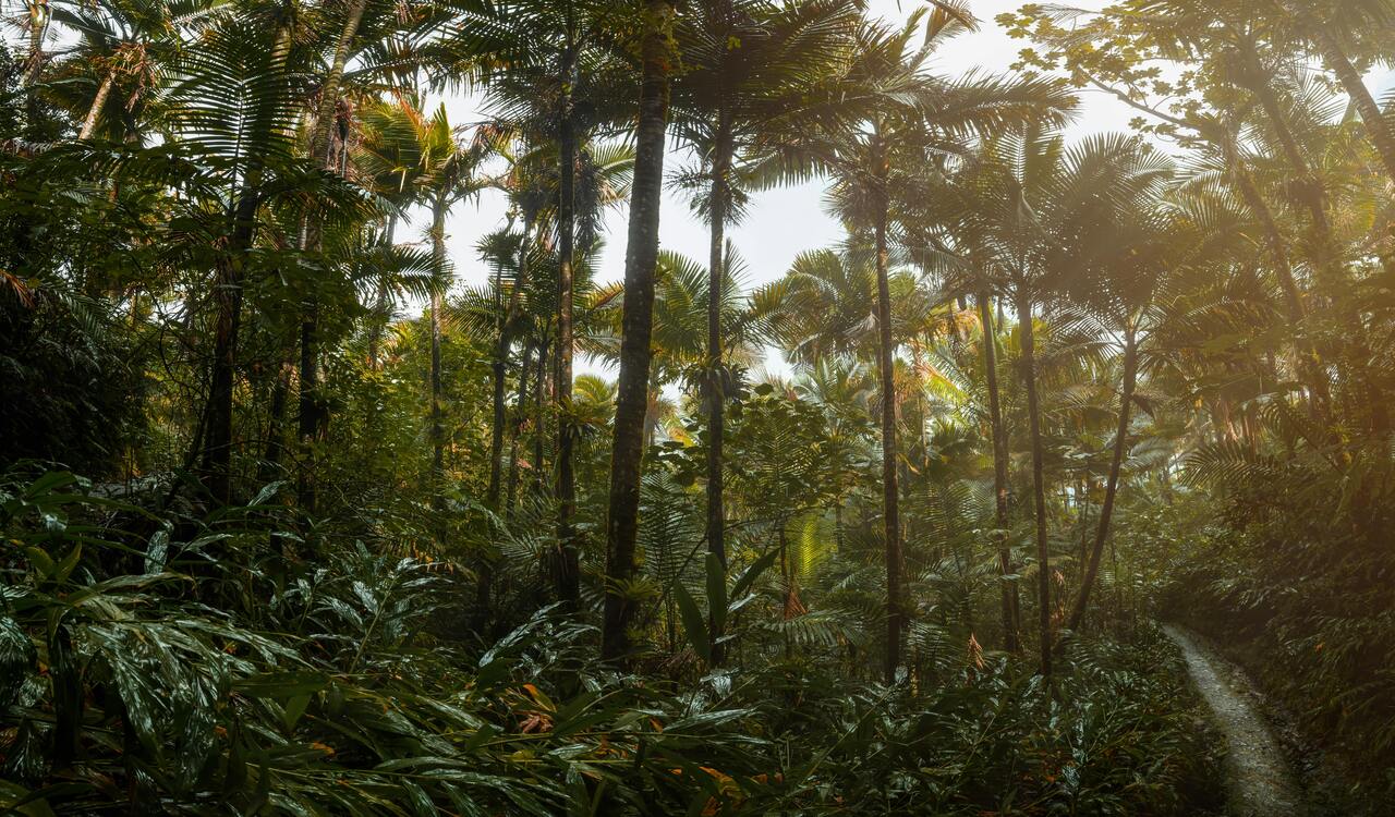 Trees in the Forest
