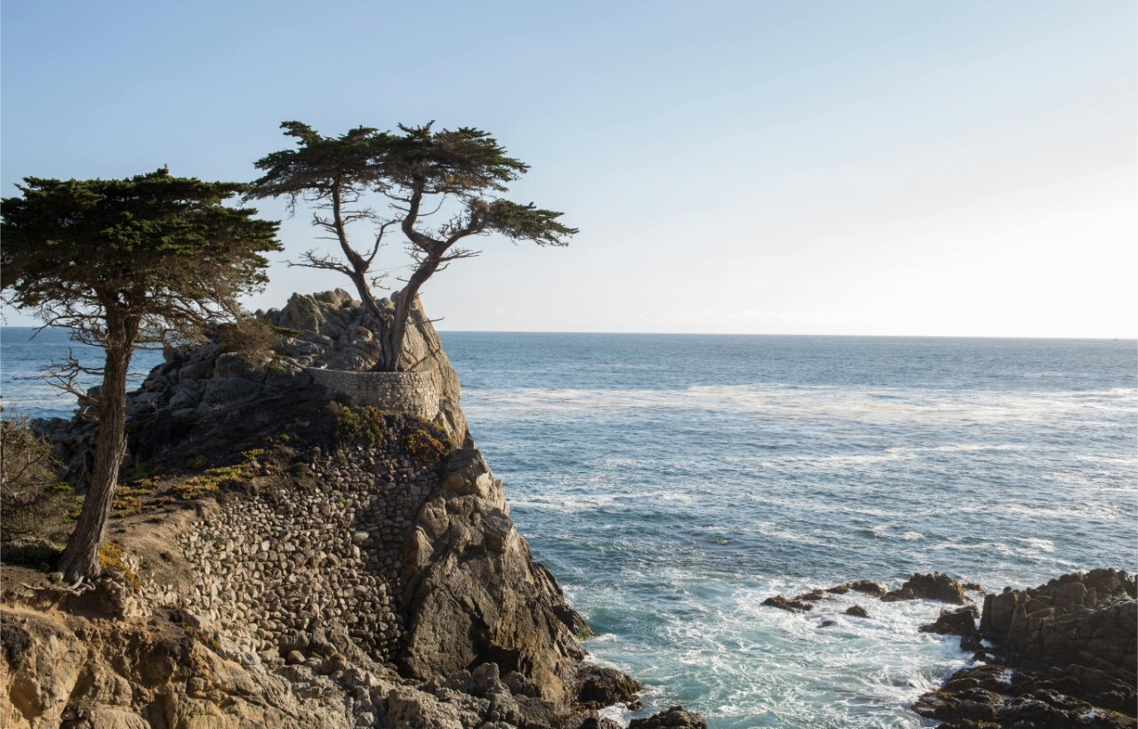 Lone cypress tree on rocky cliff at Carmel Beach, Carmel-by-the-Sea