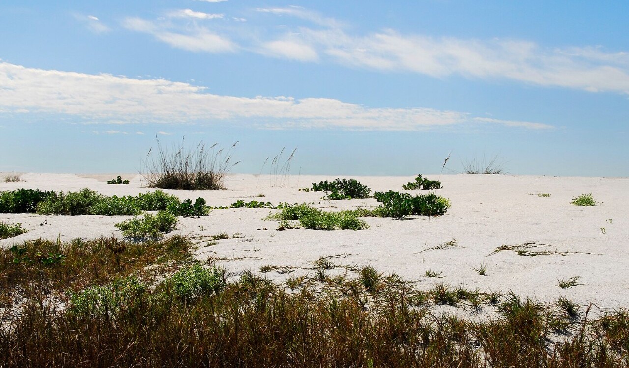 Sandy dunes with coastal grass at Cayo Costa, Florida