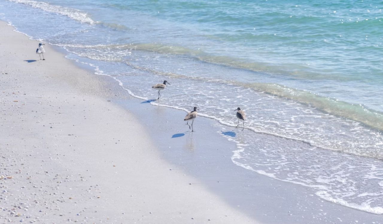 Cayo Costa – Off-Grid Shell-Lover’s Paradise