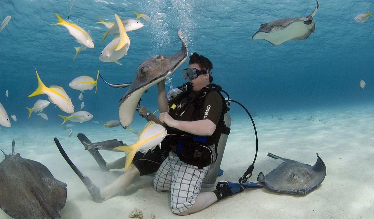 Hand-feed stingrays in crystal waters