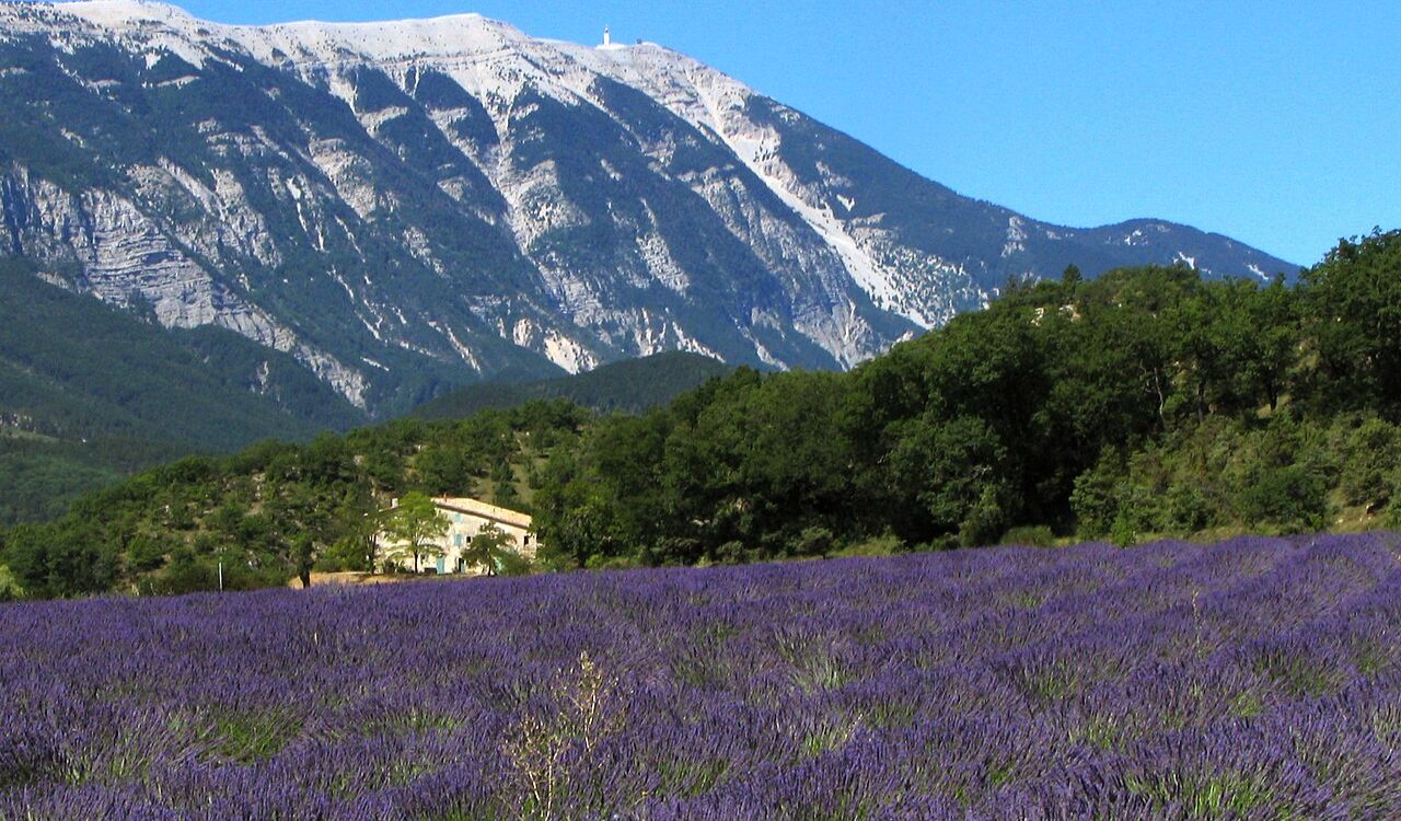 Lavender fields meet snow-capped mountains