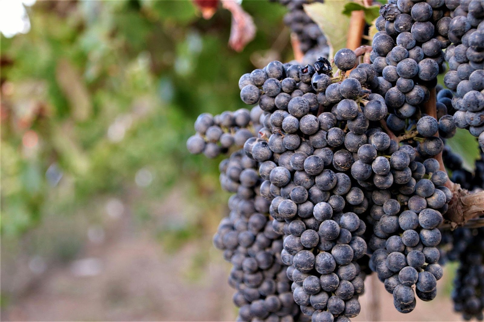 Gruet Winery (New Mexico)