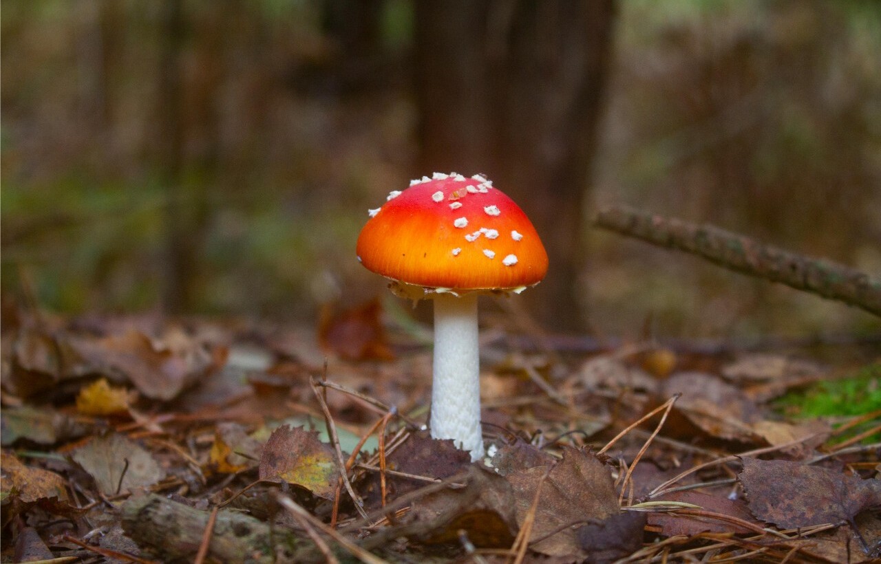 Humungus Fungus Fest – Crystal Falls, Michigan