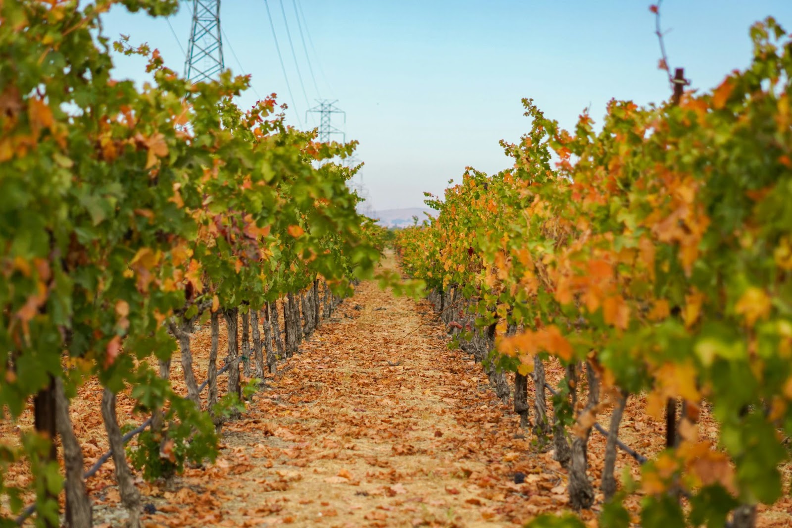 Jordan Vineyard & Winery (California)