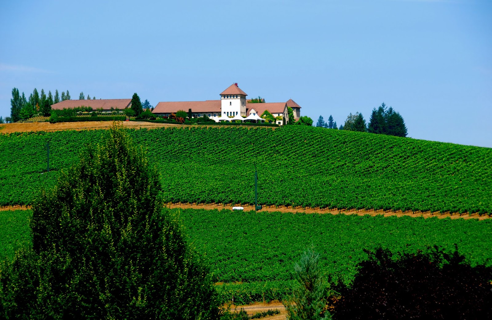 King Estate Winery (Oregon)