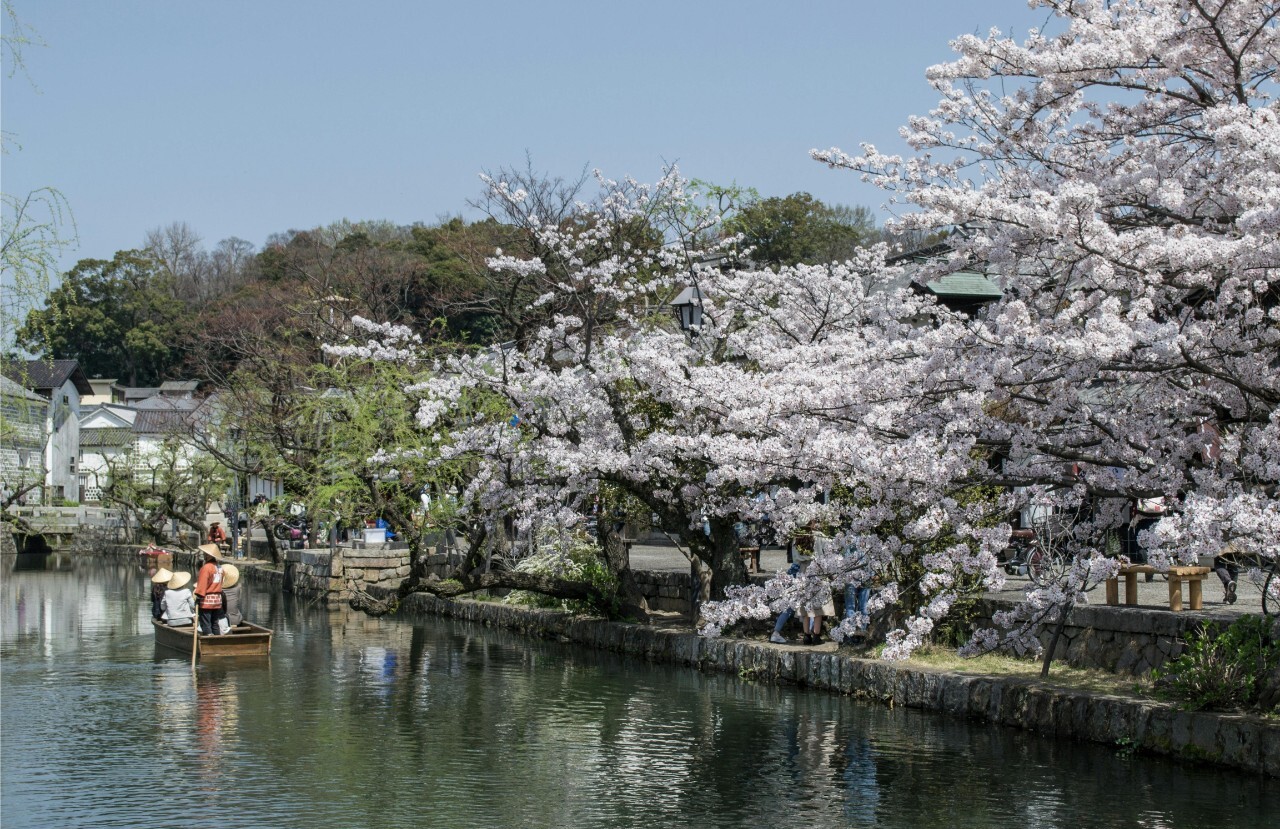 A small boat with passengers glides down a canal lined with blooming cherry trees beneath a clear sky.