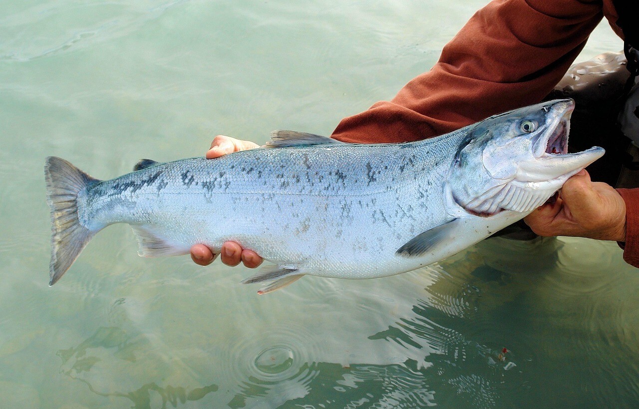 Macaulay Salmon Hatchery