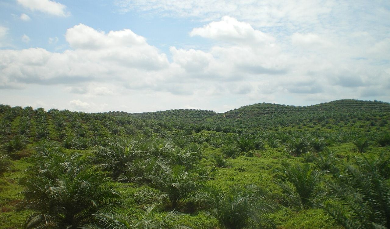 Palm oil plantation in Malaysia under a partly cloudy sky