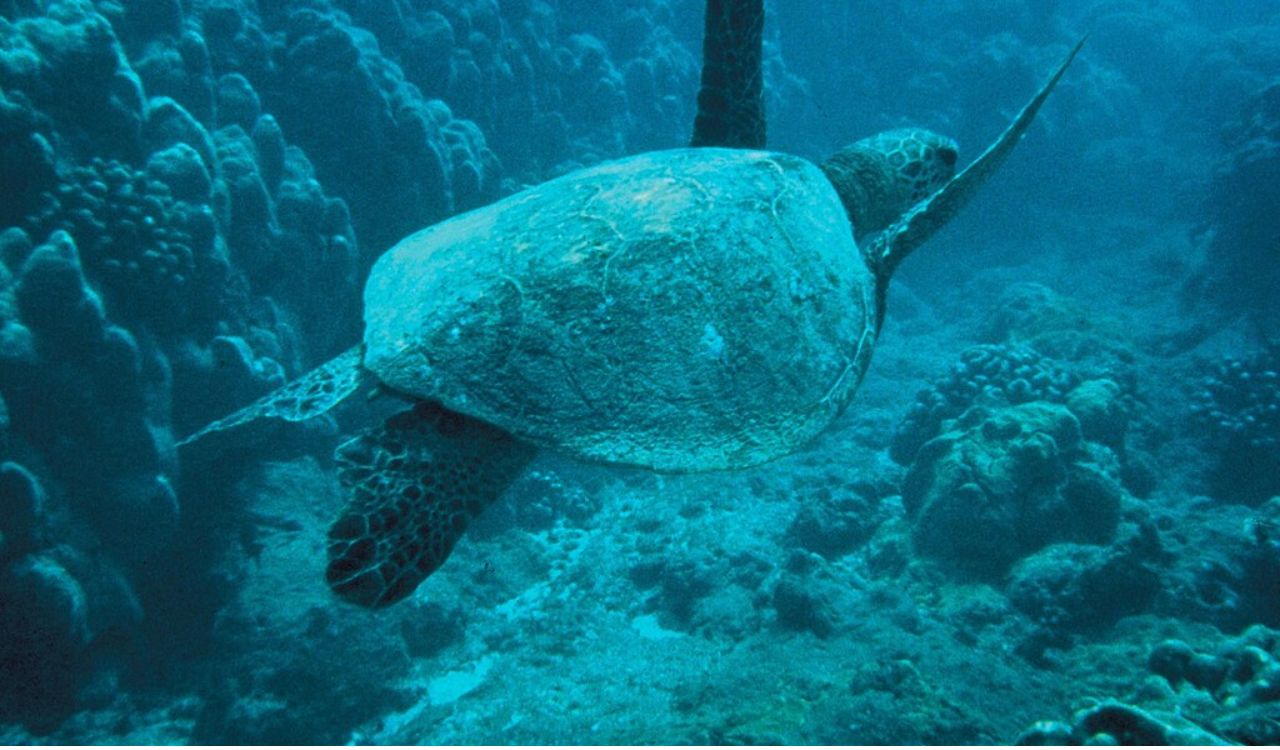 Marine Life Encounters That Feel Personal
