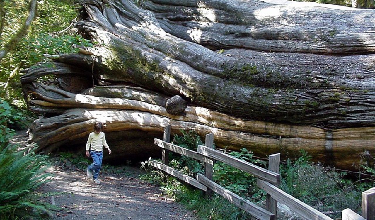 A person walks on a dirt path beside the massive trunk of a fallen tree in a forest, with a wooden fence in the foreground.