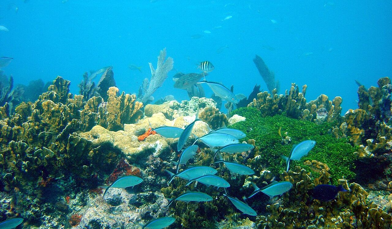 Tropical fish swimming around vibrant coral reefs at Pennekamp Reef Park, Florida