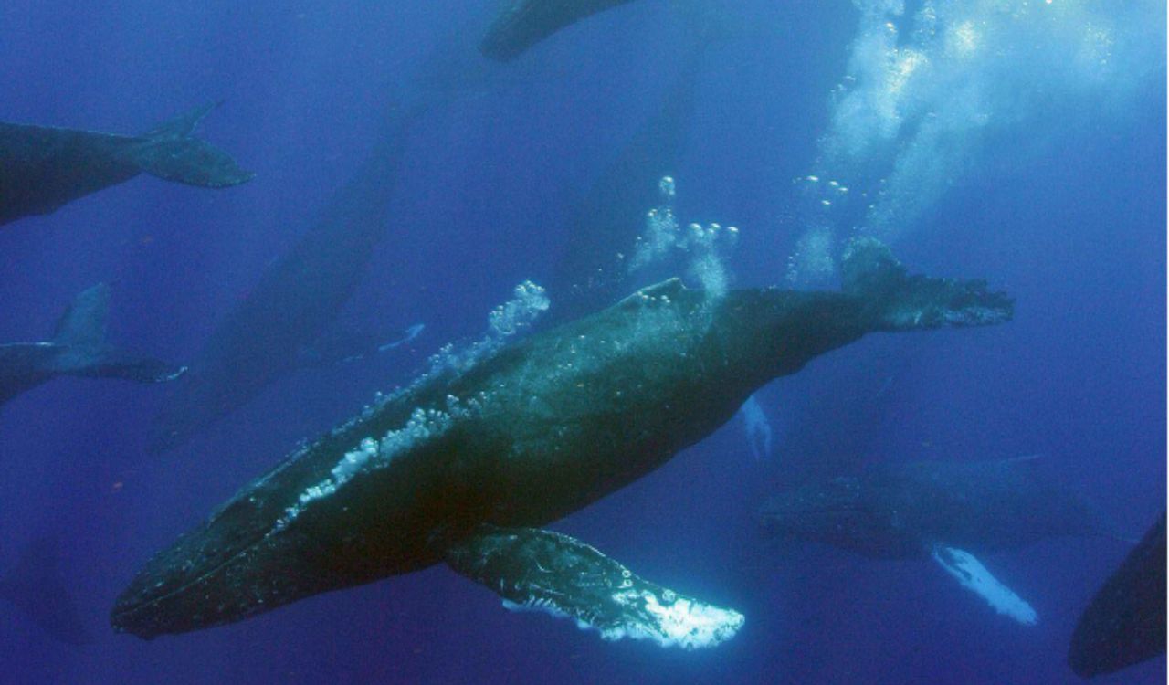 Swim beside giants in Tahitian waters