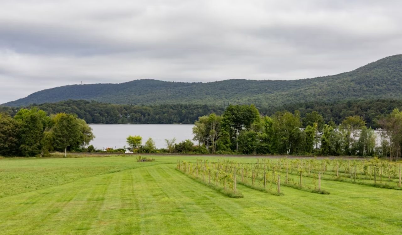 Rows of young trees cross a grassy field toward a lake bordered by dense forest and hills beneath a cloudy sky.
