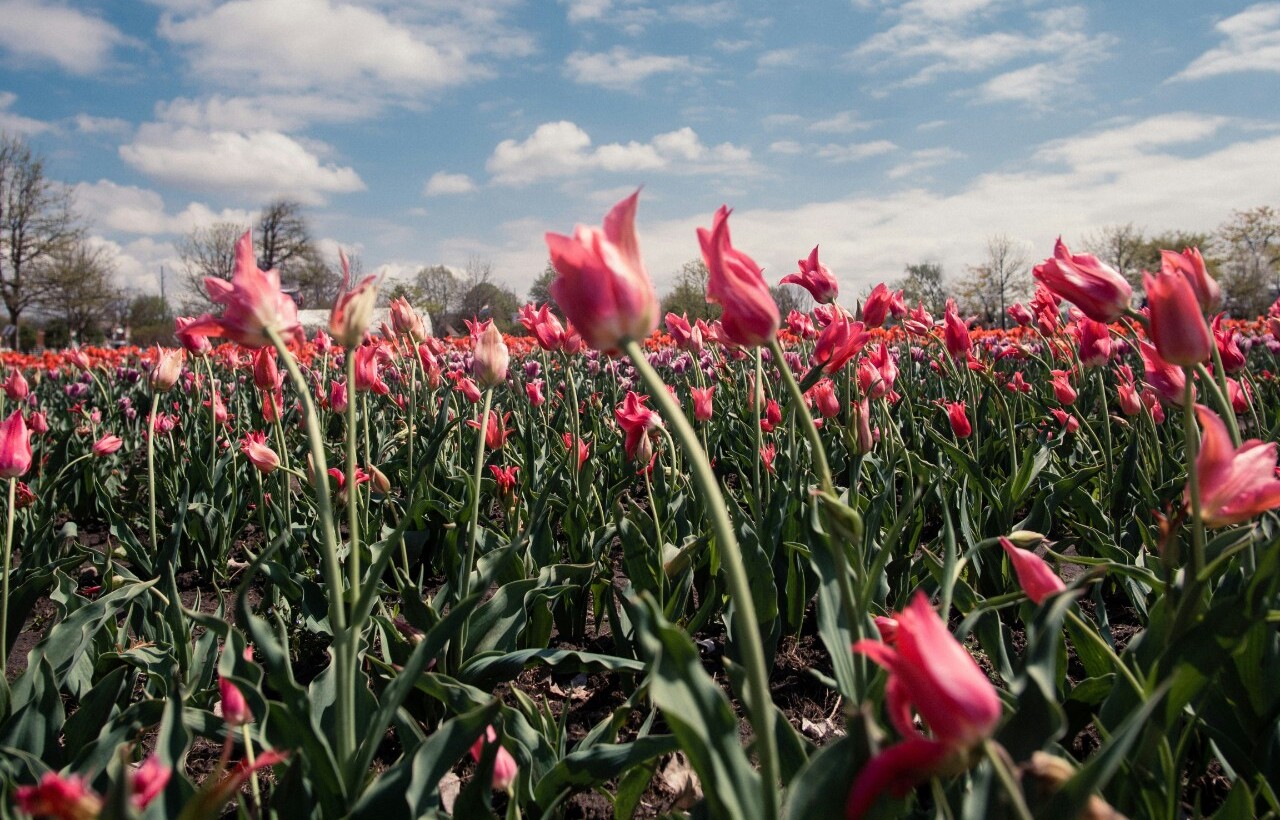 Tulip Time Festival – Holland, Michigan