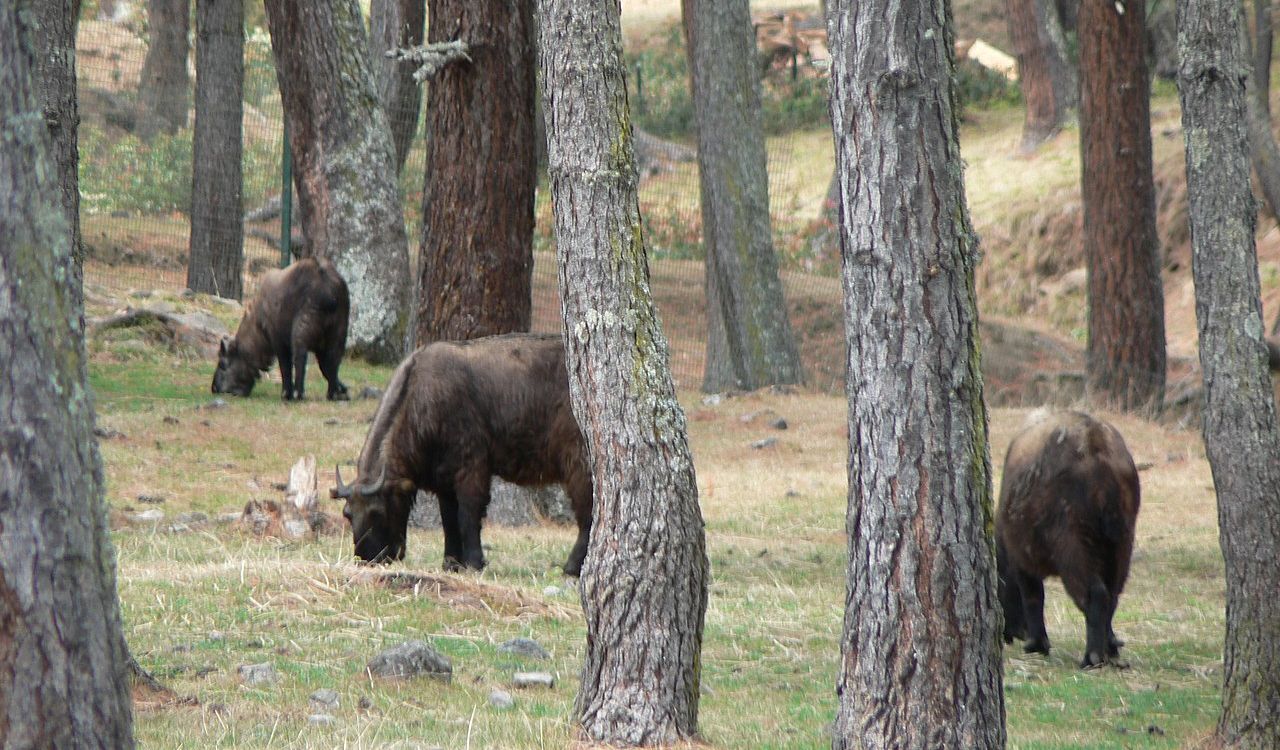 Roam untouched trails through mystical Bhutan