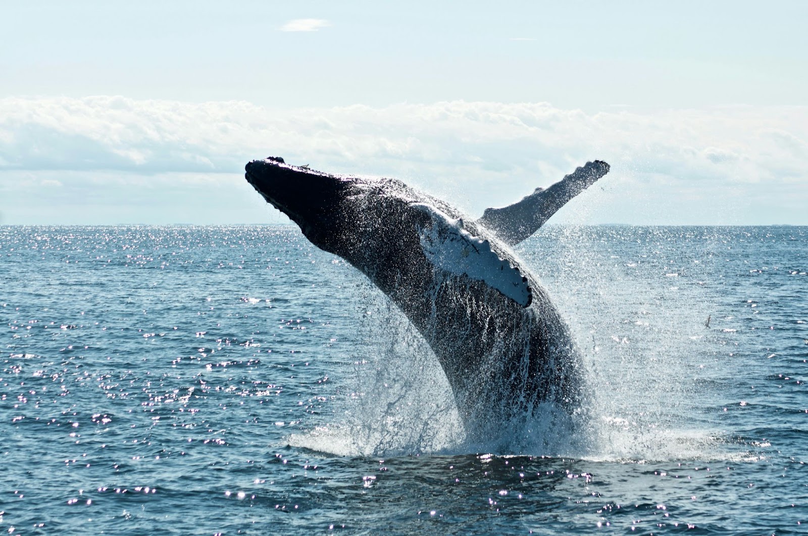 A humpback whale breaches the ocean surface, splashing water under a bright sky.