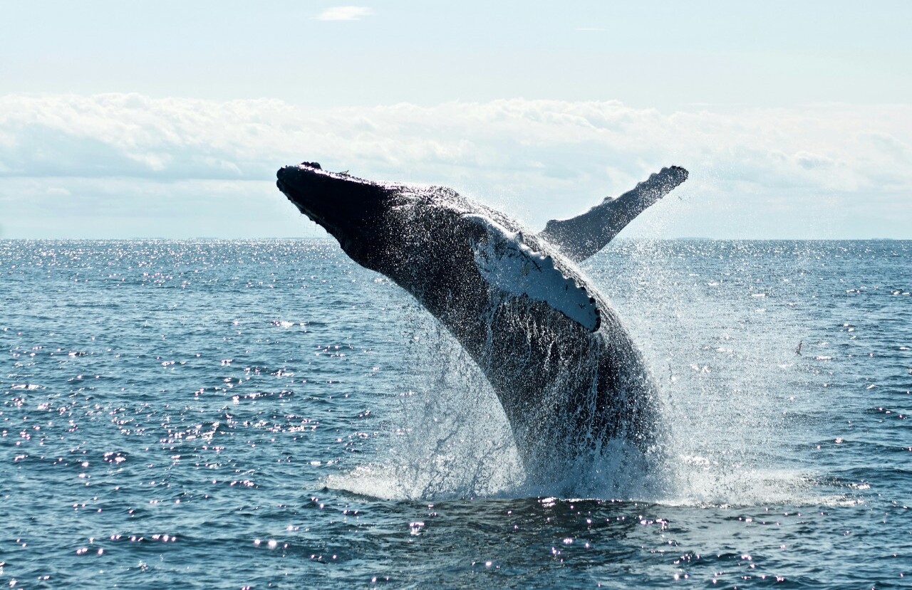 Whale Watching From Shore at Auke Bay