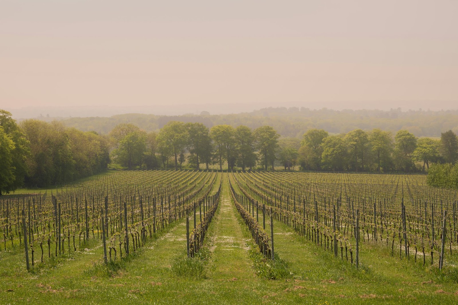 Wölffer Estate Vineyard (New York)