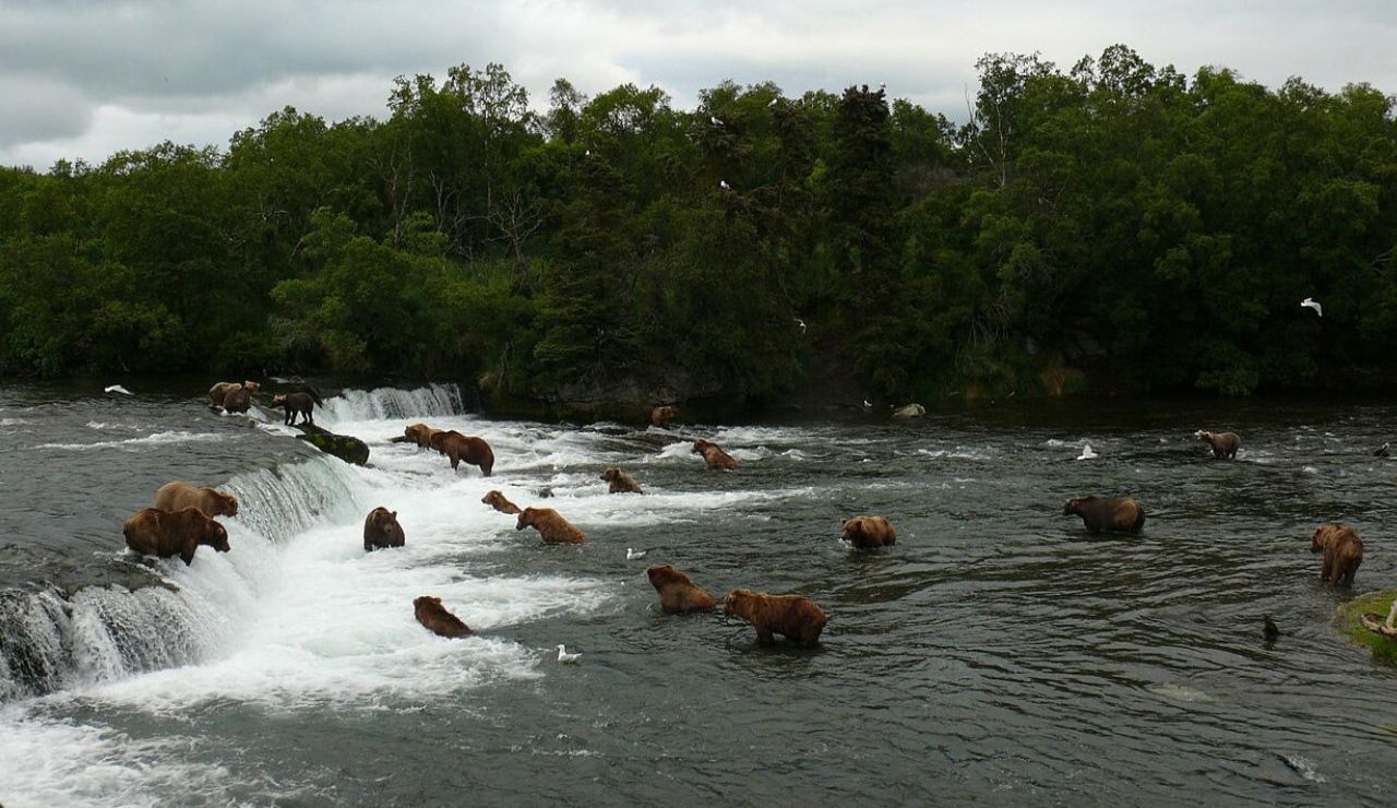 Bears gather at a waterfall, standing in the rushing river to catch fish beneath cloudy skies and thick green forest.