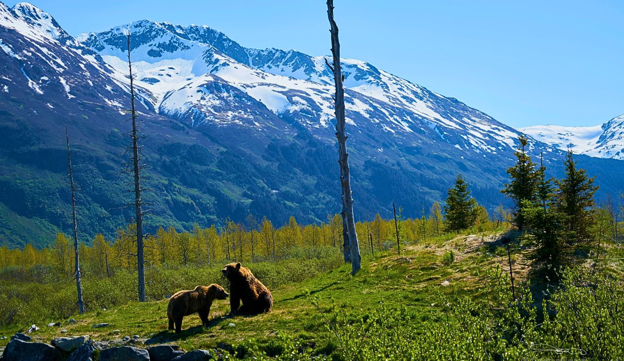 A brown bear stands midstream at Brooks Falls, catching a salmon leaping from the water in front of a small waterfall.