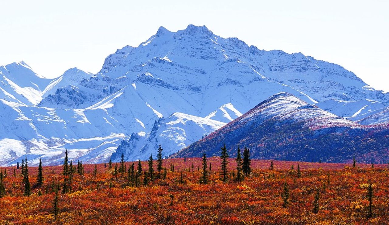 Snow-covered mountains rise above vibrant autumn tundra in Denali National Park, Alaska, with scattered evergreen trees under a clear sky.