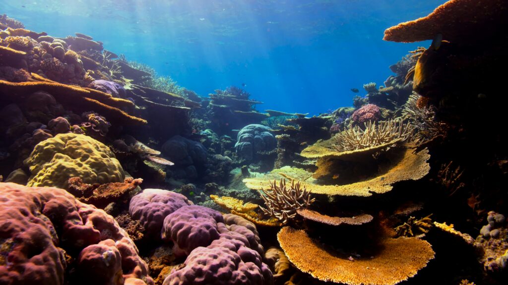 Diving and Snorkeling